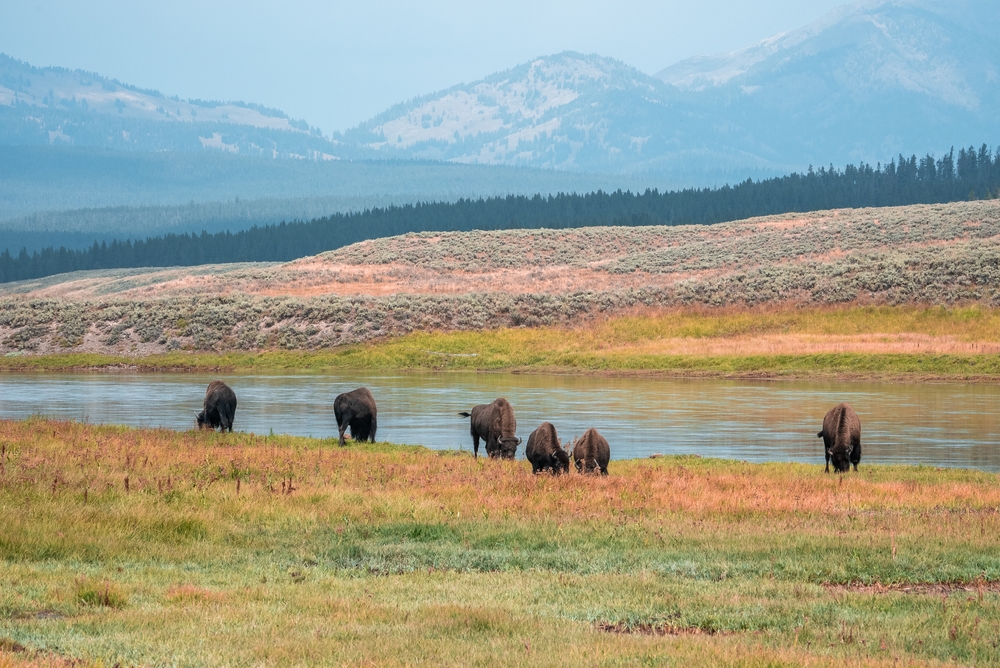 A,Herd,Of,Bison,Moves,Quickly,Along,The,Firehole,River